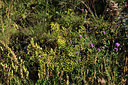 BUITEN BEELD Foto: 363624