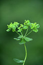 BUITEN BEELD Foto: 363633