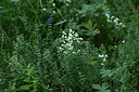 BUITEN BEELD Foto: 363639