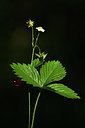 BUITEN BEELD Foto: 363641