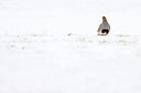 BUITEN BEELD Foto: 363659
