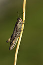 BUITEN BEELD Foto: 363850