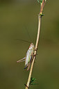 BUITEN BEELD Foto: 363887