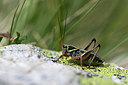 BUITEN BEELD Foto: 363896