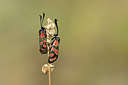 BUITEN BEELD Foto: 363923