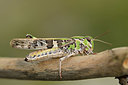 BUITEN BEELD Foto: 363925
