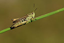 BUITEN BEELD Foto: 363957