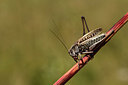 BUITEN BEELD Foto: 363960