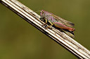 BUITEN BEELD Foto: 363967