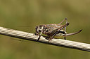 BUITEN BEELD Foto: 363969