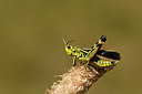 BUITEN BEELD Foto: 363971