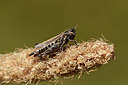BUITEN BEELD Foto: 363982
