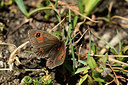 BUITEN BEELD Foto: 363997
