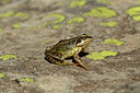 BUITEN BEELD Foto: 363998