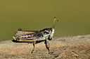BUITEN BEELD Foto: 364008