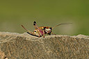 BUITEN BEELD Foto: 364009