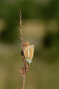 BUITEN BEELD Foto: 364030