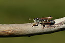 BUITEN BEELD Foto: 364049