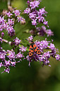 BUITEN BEELD Foto: 364083
