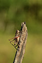 BUITEN BEELD Foto: 364105