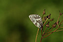 BUITEN BEELD Foto: 364108