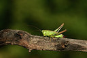 BUITEN BEELD Foto: 364111