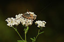 BUITEN BEELD Foto: 364129