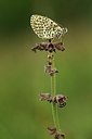 BUITEN BEELD Foto: 364149