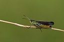 BUITEN BEELD Foto: 364153