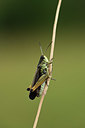 BUITEN BEELD Foto: 364155