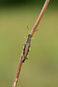 BUITEN BEELD Foto: 364160