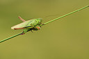 BUITEN BEELD Foto: 364176
