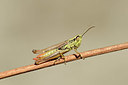 BUITEN BEELD Foto: 364185