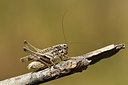 BUITEN BEELD Foto: 364197