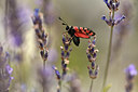 BUITEN BEELD Foto: 364202