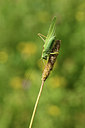 BUITEN BEELD Foto: 364212