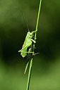 BUITEN BEELD Foto: 364236