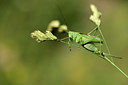 BUITEN BEELD Foto: 364237