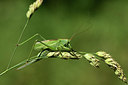 BUITEN BEELD Foto: 364238