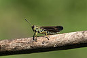 BUITEN BEELD Foto: 364240