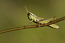 BUITEN BEELD Foto: 364247