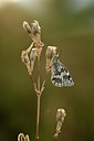 BUITEN BEELD Foto: 364253