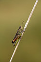 BUITEN BEELD Foto: 364260