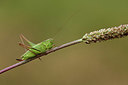 BUITEN BEELD Foto: 364266