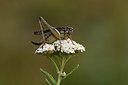 BUITEN BEELD Foto: 364271