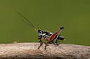BUITEN BEELD Foto: 364291