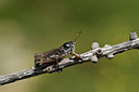 BUITEN BEELD Foto: 364300