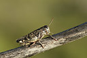 BUITEN BEELD Foto: 364314