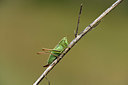 BUITEN BEELD Foto: 364326