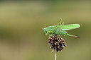 BUITEN BEELD Foto: 364369